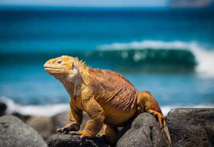 galapagos land lizard