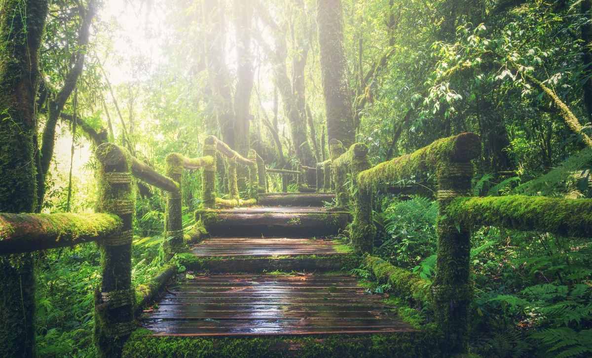 Board walk through the jungle