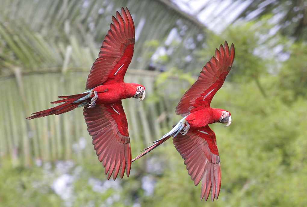 Macaws in flight Macaws in flight