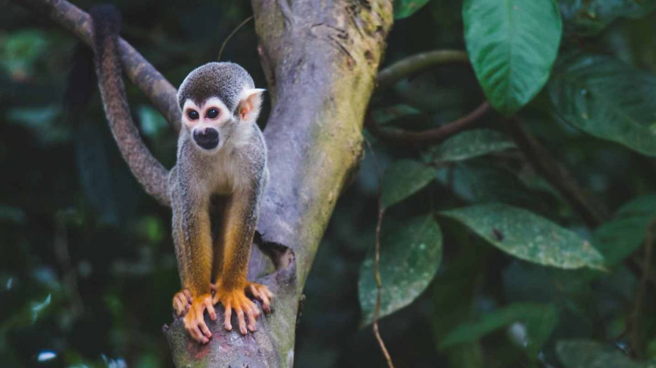 Spider Monkey Spider Monkey