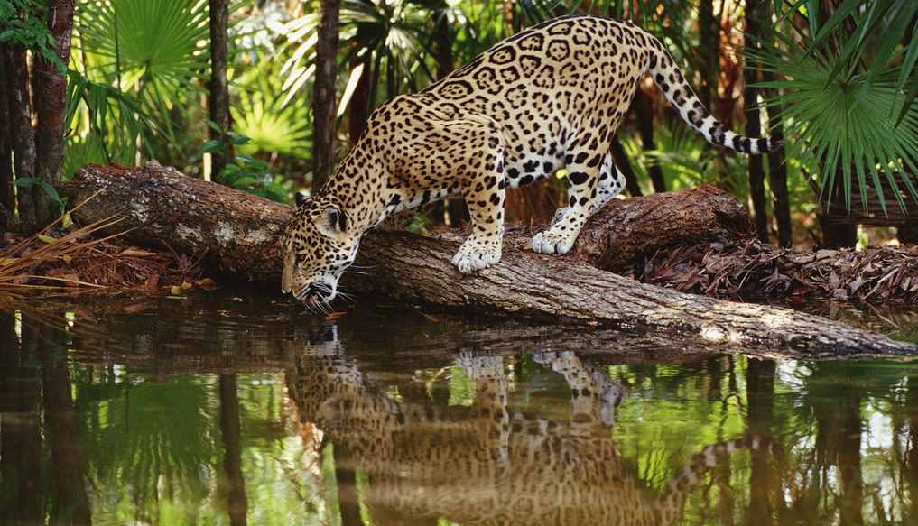 Amazon Rainforest & Machu Picchu