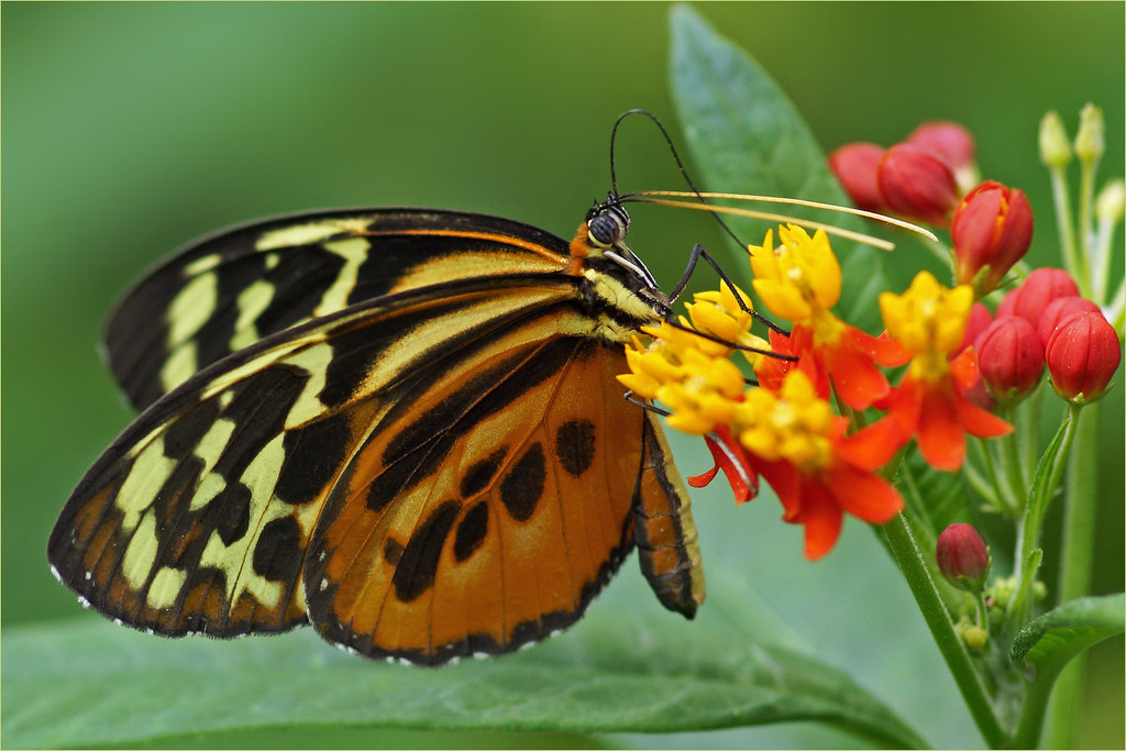 Amazon butterfly Amazon butterfly