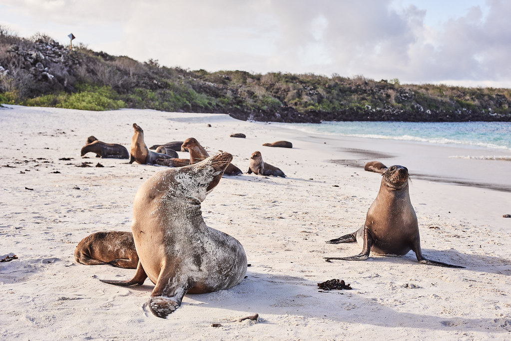 Galapagos_sealions